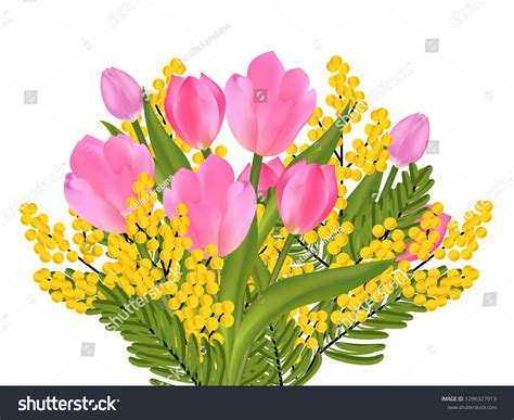 Tulip Mimosa Bouquet Gold Ribbon Isolated Stock Vector Royalty Free