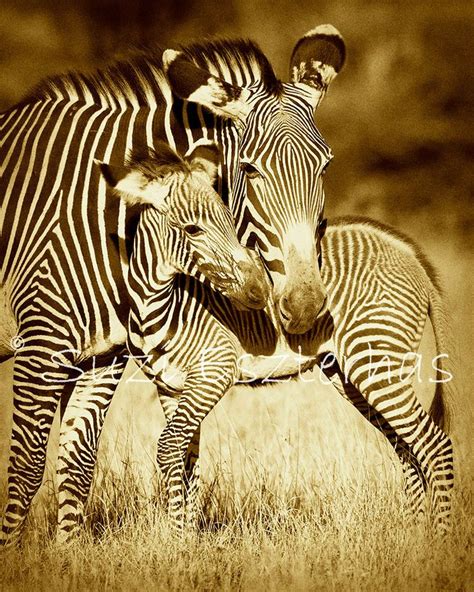 Baby Zebra And Mom Photo Vintage Sepia Print Mom And