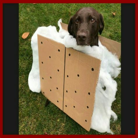 Dollar Store Crafter Smores Dog Halloween Costume
