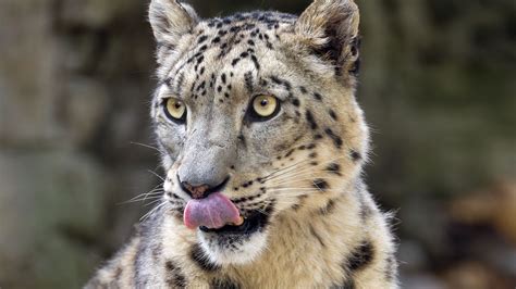 Download Wallpaper 1920x1080 Snow Leopard Animal Protruding Tongue