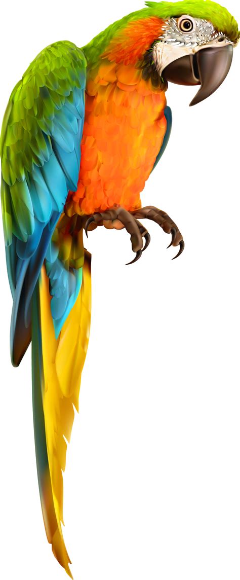 Parrot Painting Parrots Art Bird Clipart