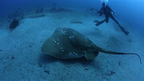 The Oceans Largest Rarest Stingray Revealed In New Video