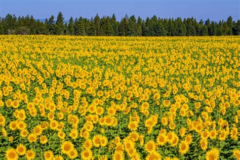 9 Beautiful Sunflower Fields Festivals In Washington State Small