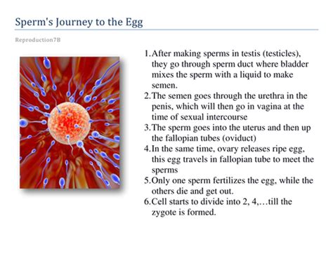 Sperms Journey To The Egg Teaching Resources