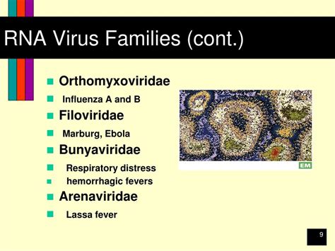 Ppt Viruses Powerpoint Presentation Free Download Id1809822
