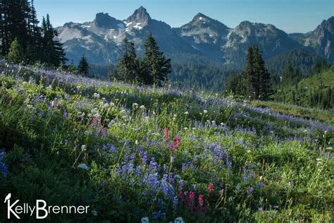 Kelly Brenner 365 Nature Day 227