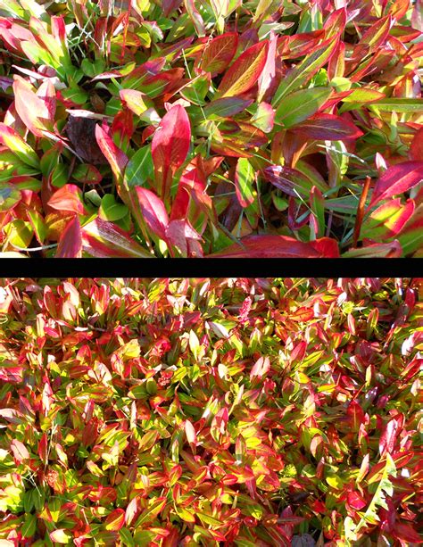 My Petal Press Garden Blog Fall Color Ground Cover