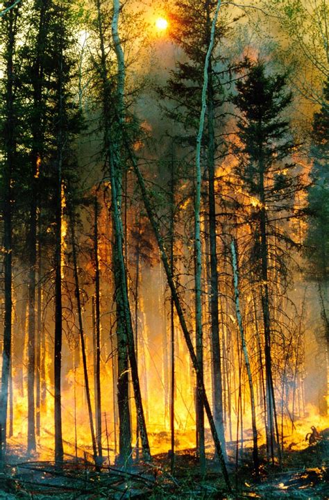 Wildfire In A Boreal Forest Stand The Impact Of Climate Change On