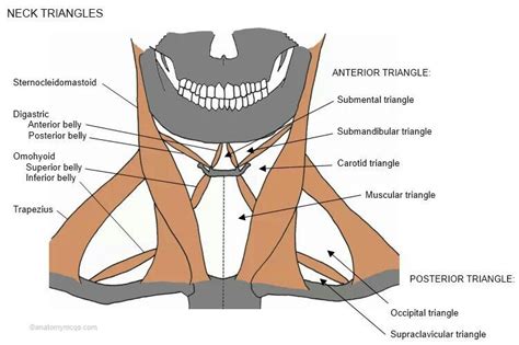 Anatomy Of Neck Triangle Neck Muscle Anatomy Medical Anatomy Med