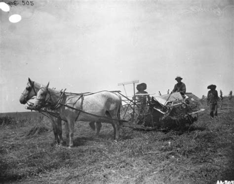 Man Using Horse Drawn Binder In Field Photograph Wisconsin