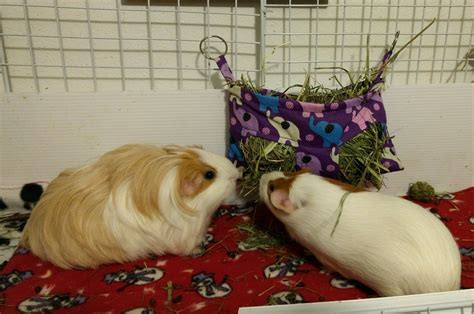 Pin On Guinea Pig Cage Accessories