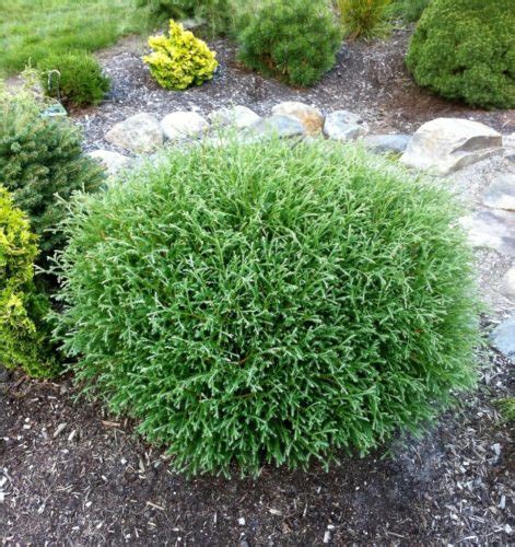 List 18 Bowling Ball Arborvitae Turning Brown