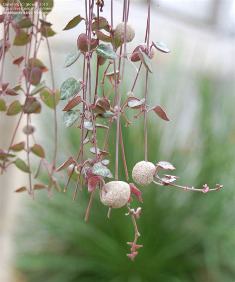 Maybe you would like to learn more about one of these? PlantFiles Pictures: Rosary Vine, String of Hearts ...