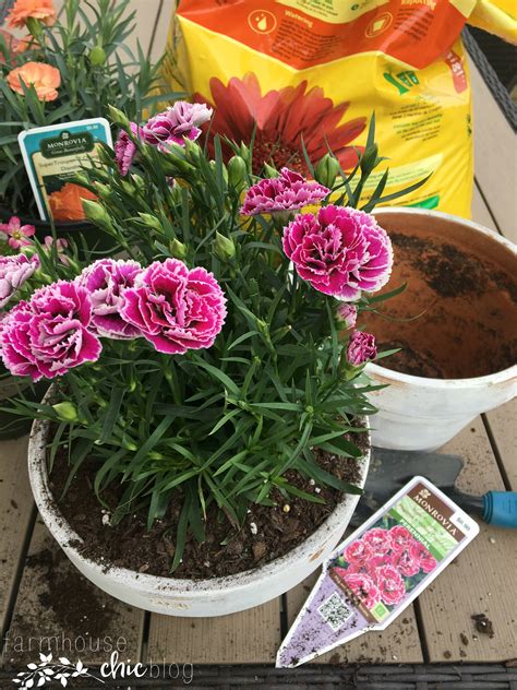 How to Beautify Your Space with Monrovia Plants - Farmhouse Chic Blog