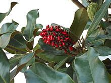 Reaching 27.5 m (90 ft) in height, it is a large, striking evergreen tree, with large dark green leaves up to 20 cm (7 3⁄4 in) long and 12 cm (4 3⁄4 in) wide, and large, white, fragrant fl. Magnolia - Wikipedia