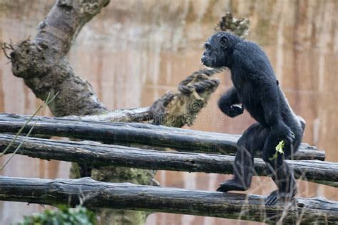 Ape Chimpanzee Monkey Stock Image Image Of Endangered 38672725