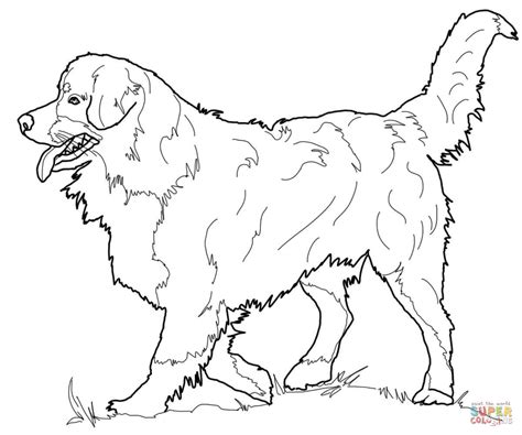 Ausmalbild: Berner Sennenhund | Ausmalbilder kostenlos zum ausdrucken