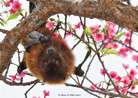 Bats Of Okinawa Okinawa Nature Photography