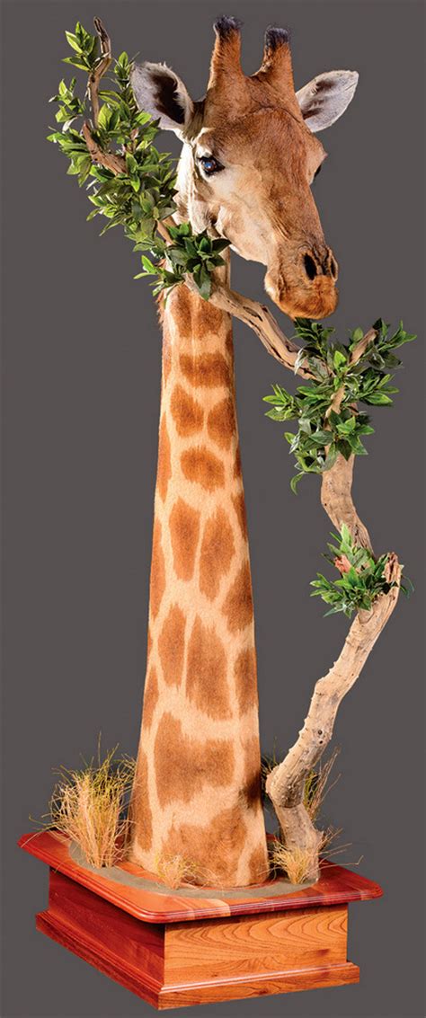 Koine greek bible by john barach. Giraffe Hunting - Bruce Watson African SafarisBruce Watson ...