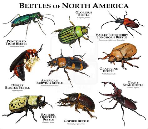beetles of north america poster print inkart