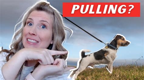 Why Do Dogs Pull On Leash And How To Stop It Youtube