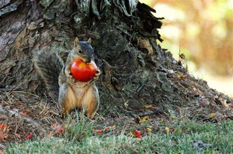 Cats enjoy playing with and even eating plant leaves, as well as digging in the soil around the plant. 7 ways to keep squirrels from eating your tomatoes | Squirrel