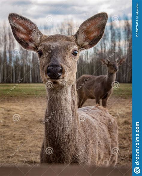 Closeup Portrait Of Cute Young Red Deer Domesticated Animal Looking