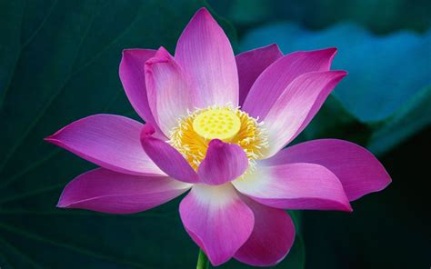 Beautiful Water Lily Flowers Photography Desktop Wallpaper Preview