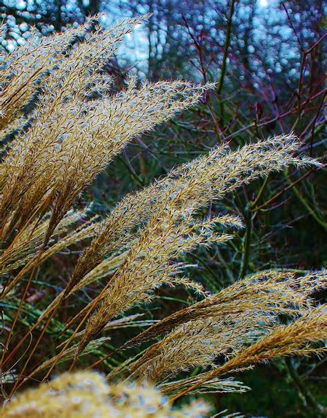 Rustling Grasses Photograph By Bruce Bley Pixels