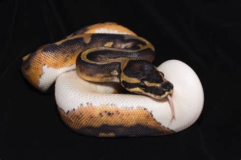 Piebald Python Morph Facts Info Pictures And Care Guide