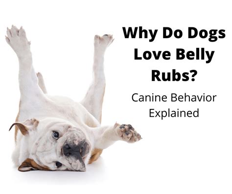 Why Do Dogs Love Belly Rubs Tummy Rub Addiction Explained