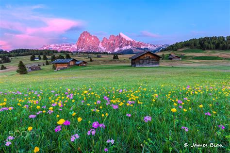 Spring At Dolomites Null Wild Flowers Dolomites Meadow