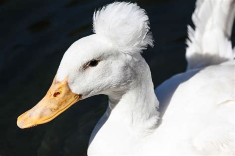 Find photos of pekin duck. because birds! — American Pekin Duck with a stylish pompadour!... | Canard, Tout blanc, Poule