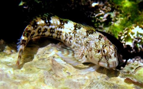 Babica Penjačica Coryphoblennius Galerita Adriaticnature