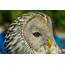 Ural Owl  Shutterbug