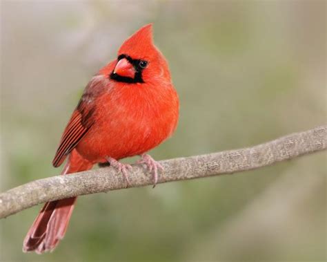 Great Backyard Bird Count Encourages Birders To Observe Report