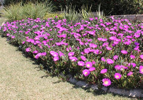 Florida winters are truly unpredictable! A Guide to using the right plants