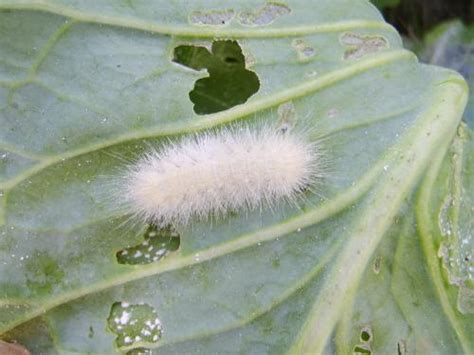White Fuzzy Caterpillar On My Cabbage