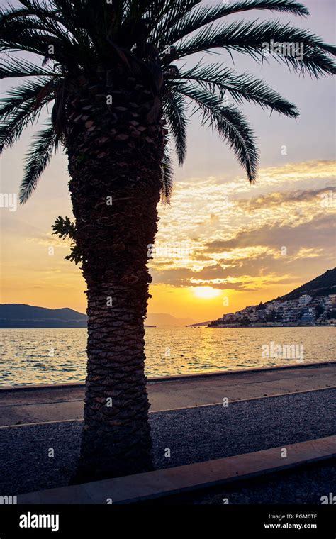 Palm Tree On Beach During Sunset In Neum Bosnia And Herzegovina Stock