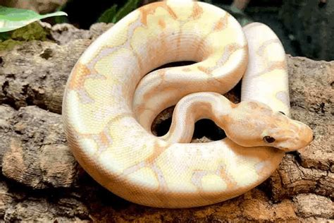 50 Ball Python Morphs Types Colors And Pictures Ultimate List