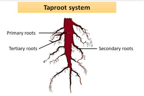 Describe The Structure Of Tap Root Science Plants Structure And