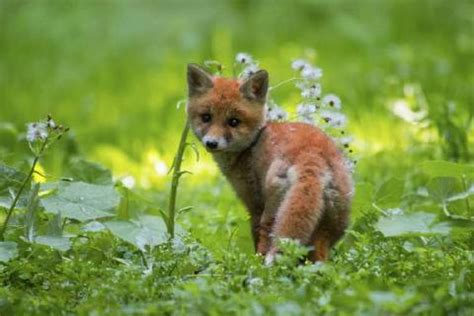 Baby fox coloring pages want to touch you. Baby Fuchs Bilder - Vorlagen zum Ausmalen gratis ausdrucken