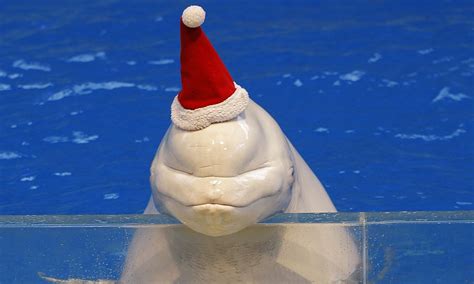 Beluga Whales Wear Santa Hats At The Hakkeijima Sea Paradise In Japan