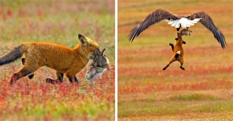 Eagle Snatches Fox Holding Rabbit In Mouth In Dramatic Images