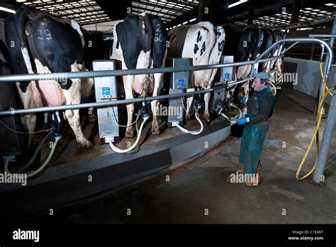 Rotary Milking Parlour On A Modern Uk Dairy Farm Stock Photo Alamy