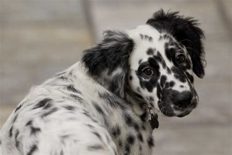 33 Long Haired Dalmatian Puppies For Sale Picture Bleumoonproductions