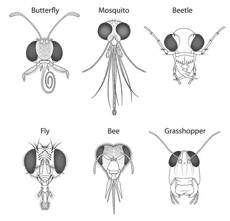 Insect Parts