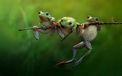 395 frog hd wallpapers and background images. frog, Animals, Nature, Amphibian, Twigs Wallpapers HD ...