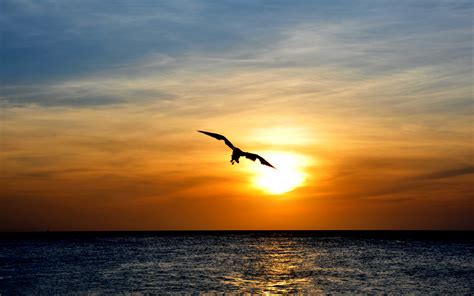Download Wallpaper Bird Flying Over Sea Sunset Skyline Bird Flying