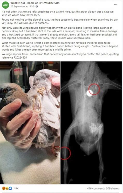 Photos Of Pigeon Tortured Shared To Social Media Animal